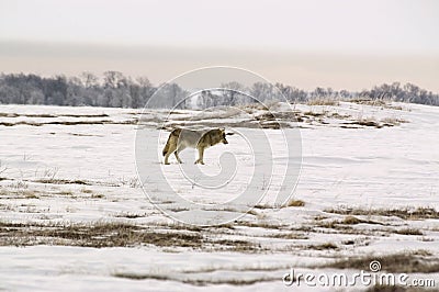 Polar wolf (Canis lupus albus) Stock Photo