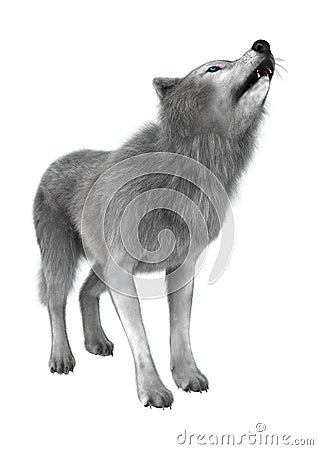 Polar Wolf on White Stock Photo