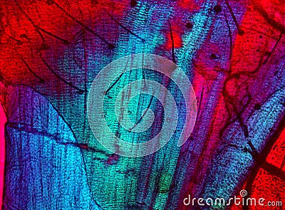 Polarizing,abstract micrograph of muscle tissue from a moth. Stock Photo