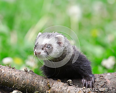 Polecat. Stock Photo