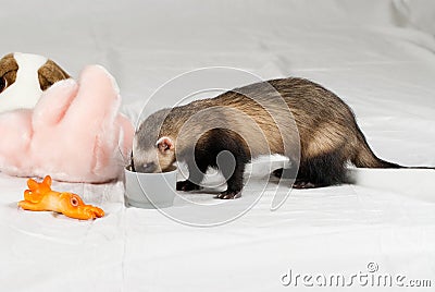 Polecat ate from cup Stock Photo