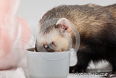 Polecat ate from cup Stock Photo