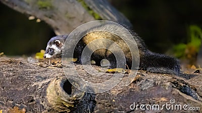 Polecat in forest at night Stock Photo