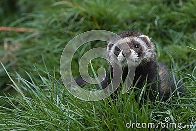 Polecat in grass Stock Photo