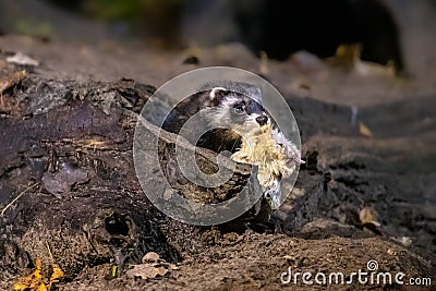 Polecat at night with prey Stock Photo