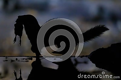 Polecat running with prey at night Stock Photo
