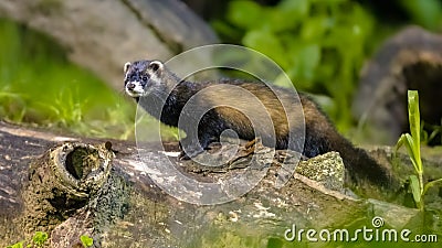 Polecat on trunk in forest at night Stock Photo