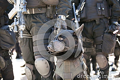 Police dog Stock Photo