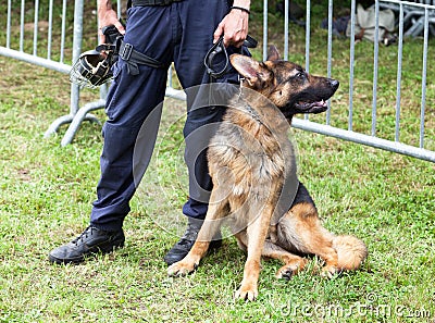 Police dog Stock Photo