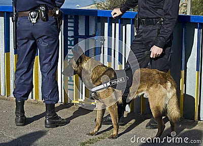 Police dog Stock Photo