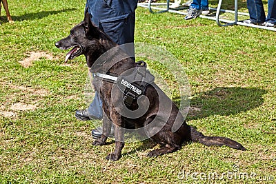 Police dogs show their discipline Editorial Stock Photo