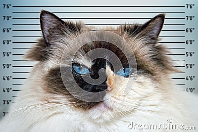 Police mugshot line up of Blue Eyes white and black ragdoll cat portrait Stock Photo