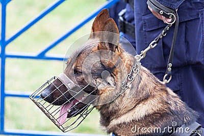 Policeman with a police dog Stock Photo