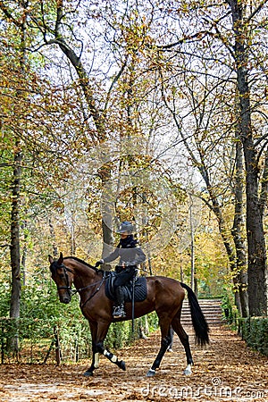 Police officer mounted on a horse passing through a road full of dry leaves due to autumn in the Retiro Park in Madrid, Spain. Editorial Stock Photo