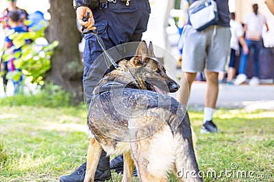 Police dog K9 canine German shepherd with policeman in uniform on duty, blurred people in the background Stock Photo