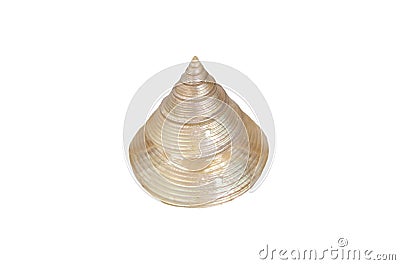 Polish calliostoma zizyphinum shell Stock Photo