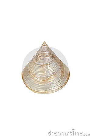 Polish calliostoma zizyphinum shell Stock Photo