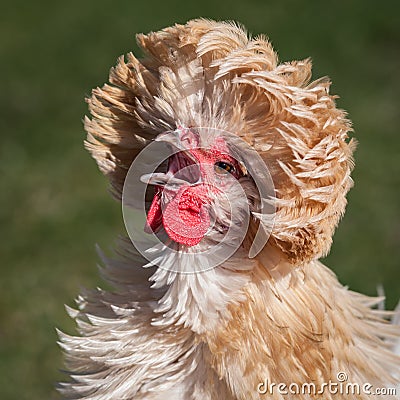 Polish chicken Stock Photo