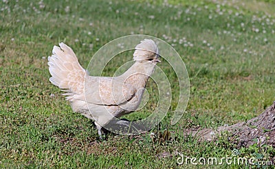 Polish Chicken Stock Photo