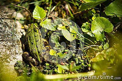 Polish fauna: little green frog in pond Stock Photo