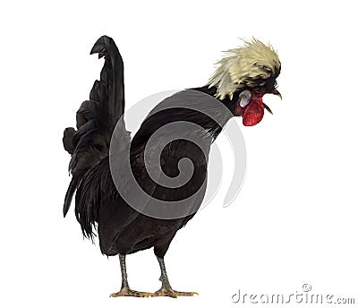 Polish Rooster crowing Stock Photo
