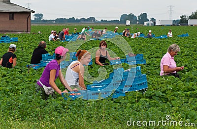 Polish seasonal workers picking strawberries Editorial Stock Photo