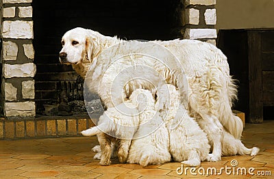 POLISH TATRA SHEEPDOG PUPPIES SUCKLING, PUPPY SUCKLING Stock Photo