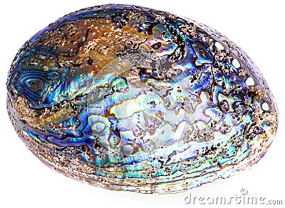 Polished paua abalone shell on white Stock Photo