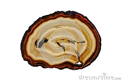 Polished slice of Agate and Quartz, isolated on white background. Stock Photo