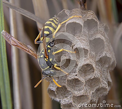 Polistes galicus bischoffi wasp hornet taking care of nest Stock Photo