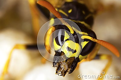 Polistes gallicus wasp head close up Stock Photo