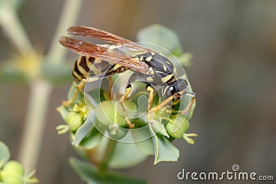 Polistes gallicus wasp walking on a green plant looking for food Stock Photo