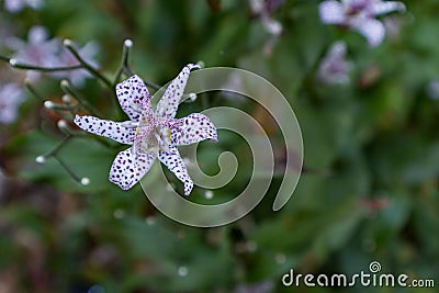 Polka dot Japanese toad lily Tricyrtis hirta top view space for text Stock Photo