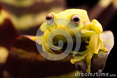 Polka dot tree frog Hypsiboas punctatus Stock Photo
