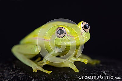 Polkadot treefrog Hyla punctata Stock Photo