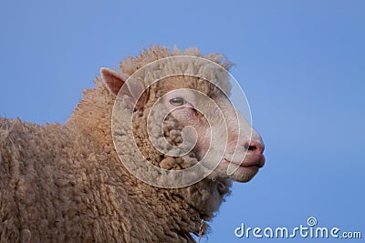 Poll Dorset Sheep Stock Photo