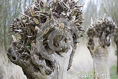 Pollard willow Stock Photo