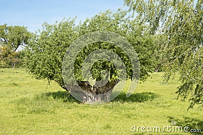 Pollard willow Stock Photo