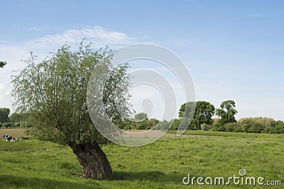 Pollard willow Stock Photo