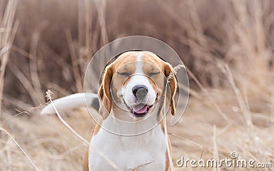 Pollen Allergy Symptoms Stock Photo