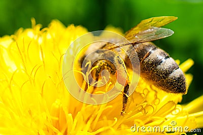 Pollen basket Stock Photo