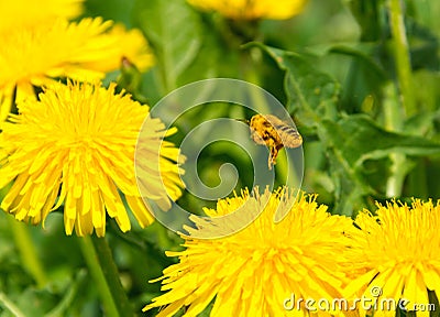 Pollen covered bee flying away from dandelion Stock Photo