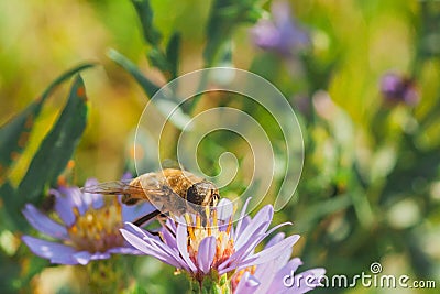Pollen Covered Hoverfly Stock Photo