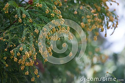 Pollen Dust of Japanese Cedar Stock Photo