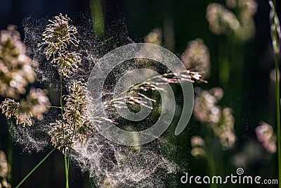 Pollen erupting from cocksfoot grass. Stock Photo