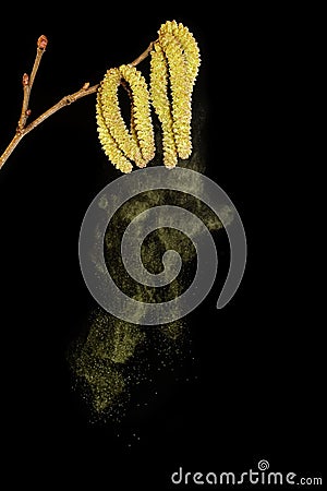 Pollen falling from birch Stock Photo