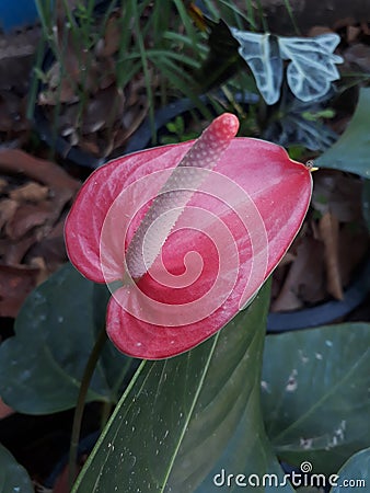 Flamingoplant pinkflower Stock Photo