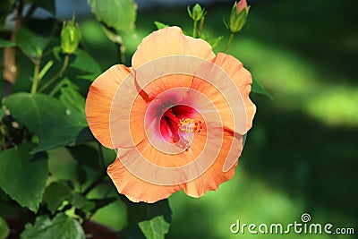 Hibiscus close up background Stock Photo