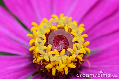 Pollen of gebera flower Stock Photo