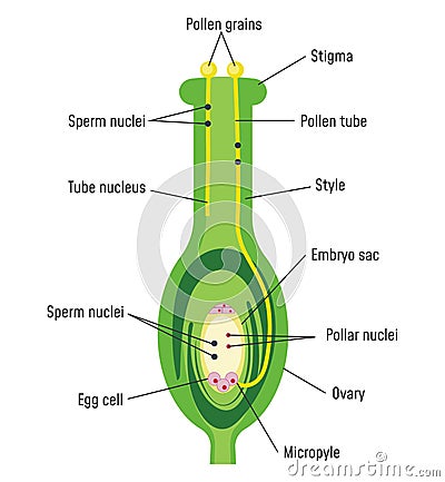 Pollen Germination on Stigma Vector Illustration